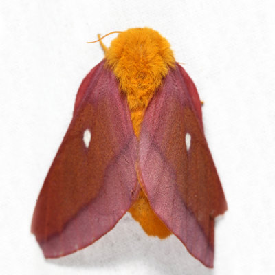 7723 - Northern Pink-striped Oakworm Moth - Anisota virginiensis virginiensis