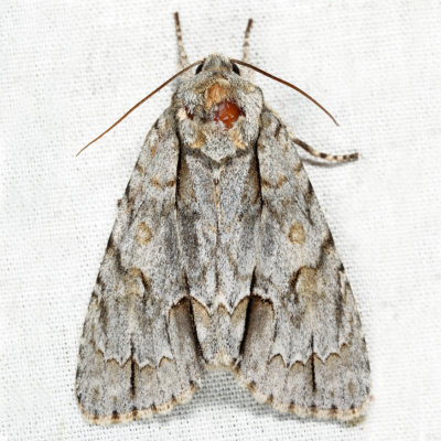 9243 - Ovate Dagger - Acronicta ovata