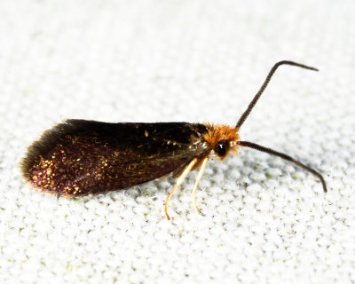 0001 -  Goldcap Moss-eater Moth - Epimartyria auricrinella