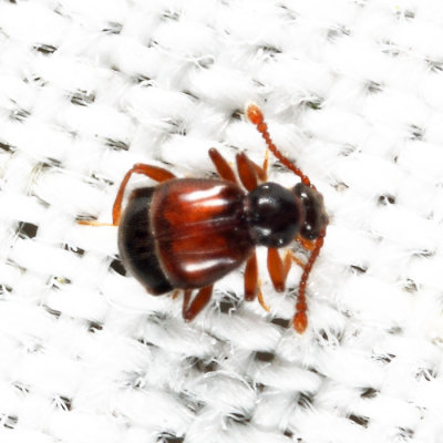Reichenbachia sp.