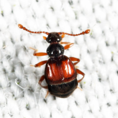 Reichenbachia sp.