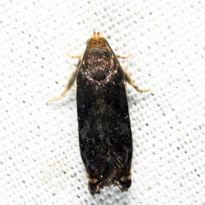 3471 - Hickory Shuckworm Moth - Cydia caryana