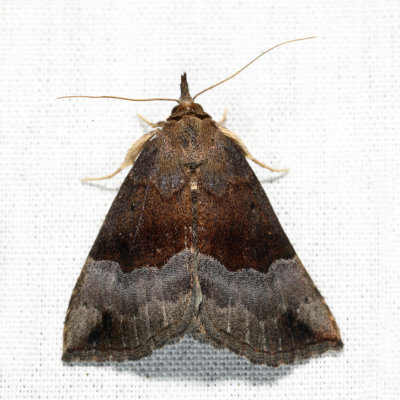 8447 - Gray-edged Hypena - Hypena madefactalis