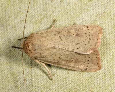 10459 - Unarmed Wainscot - Leucania inermis