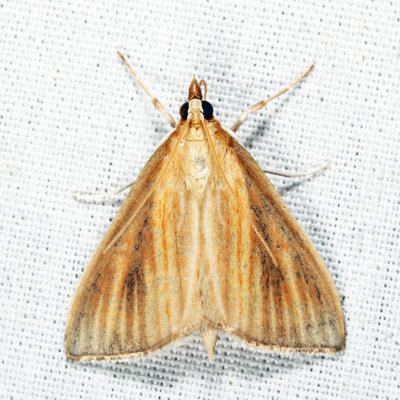 4937 - Streaked Orange Moth - Nascia acutella