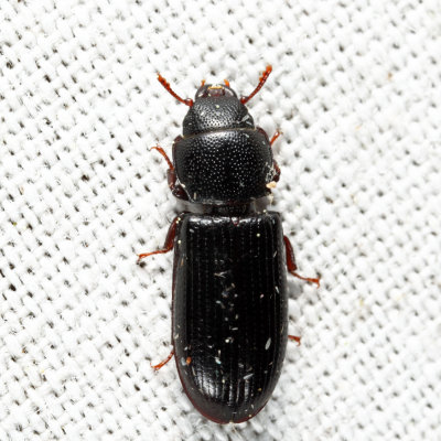 Tenebroides corticalis