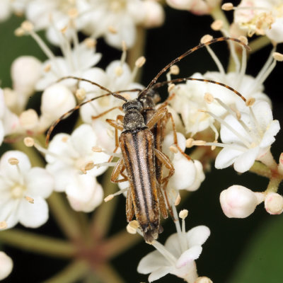 Analeptura lineola