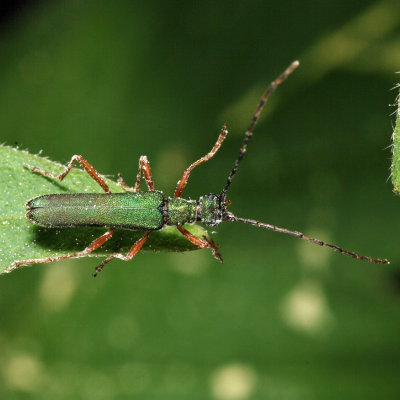 Encyclops caerulea