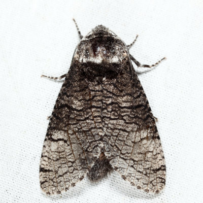 2694 - Little Carpenterworm Moth - Prionoxystus macmurtrei
