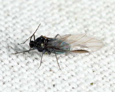 Eriosoma sp.