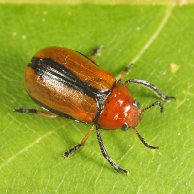 Clay-colored Leaf Beetle - Anomoea laticlavia