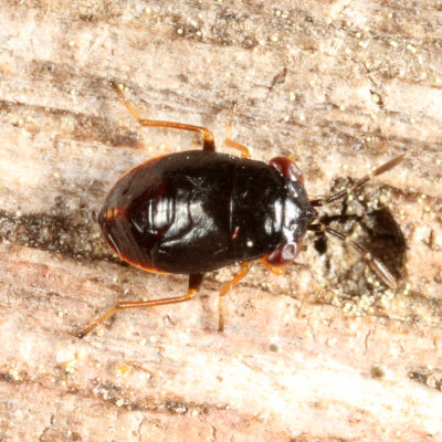 Geocoridae nymph (Big-eyed Bug)