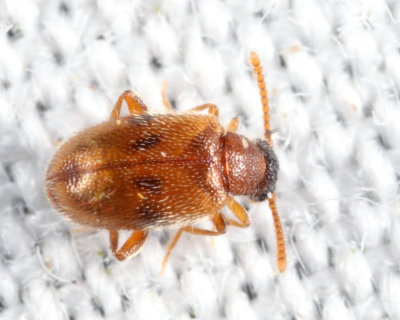 Syzeton subfasciatus