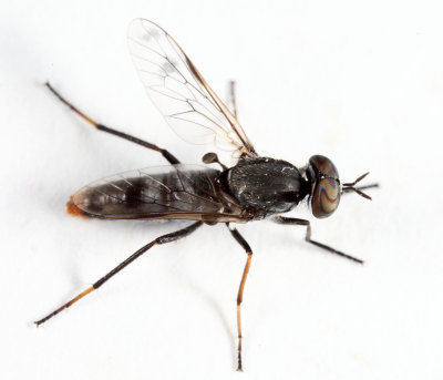 Cyclotelus rufiventris