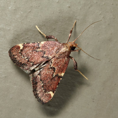 5526 - Red-shawled Moth - Hypsopygia intermedialis