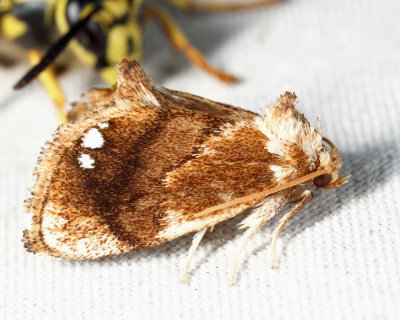 4659 - Jeweled Tailed Slug Moth - Packardia geminata