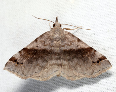 8479 - Six-spotted Gray - Spargaloma sexpunctata