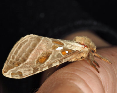 0018 - Silver-spotted Ghost Moth - Sthenopis argenteomaculatus