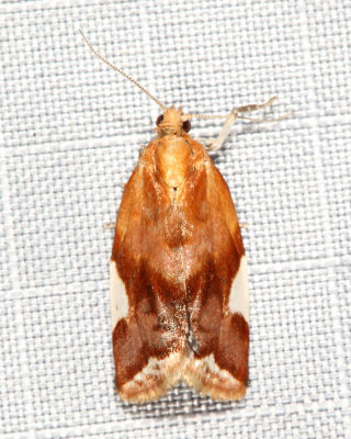 3682 - White Triangle Tortrix - Clepsis persicana
