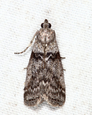 5787 - Lesser Aspen Webworm Moth - Meroptera pravella