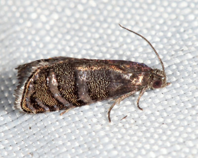 3486 - Eastern Pine Seedworm Moth - Cydia toreuta