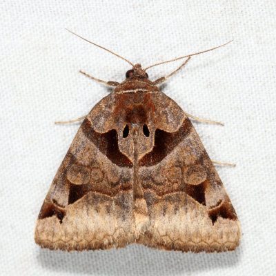 8731 - Toothed Somberwing - Euclidia cuspidea