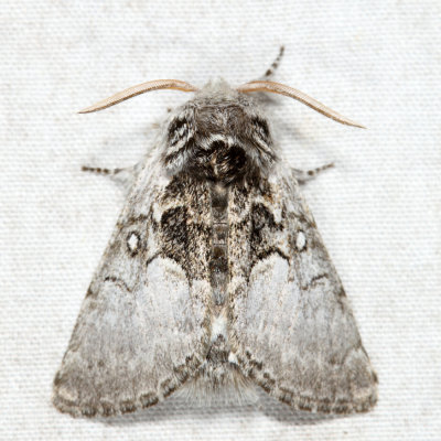 9184 - Yellowhorn - Colocasia flavicornis