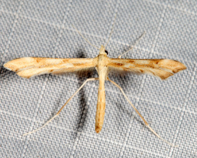 6107 - Yarrow Plume Moth - Gillmeria pallidactyla