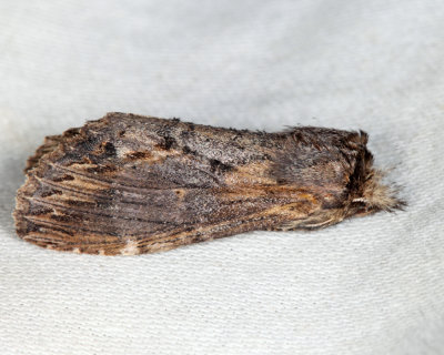 7958 - Gray-patched Prominent - Dasylophia thyatiroides