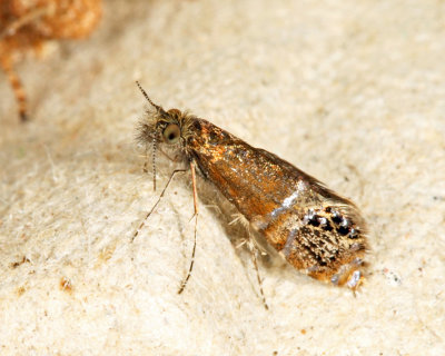 0228 - Ridings' Fairy Moth - Adela ridingsella