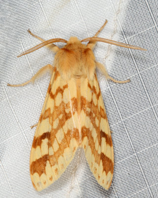 8214 - Spotted Tussock Moth - Lophocampa maculata