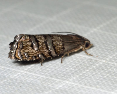 3487 - Longleaf Pine Seedworm Moth - Cydia ingens