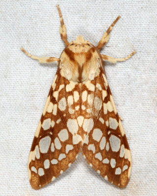 8211 - Hickory Tussock Moth - Lophocampa caryae