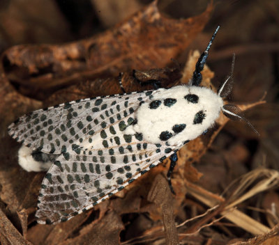2700 - Wood Leopard Moth - Zeuzera pyrina