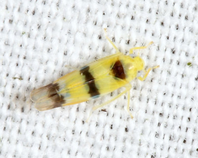 Empoa sp.