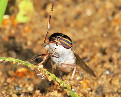 Tabanus pumilus