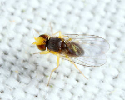 Phytomyzinae