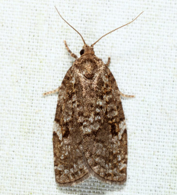 3638 - Spruce Budworm - Choristoneura fumiferana