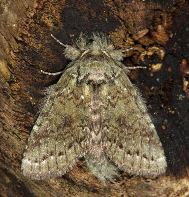  7995 – Wavy-Lined Heterocampa Moth – Heterocampa biundata