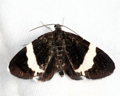 7430 - White-striped Black - Trichodezia albovittata
