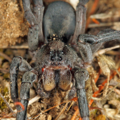 Geolycosa sp. (Burrowing Wolf Spider)