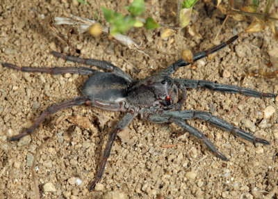 Geolycosa sp. (Burrowing Wolf Spider)