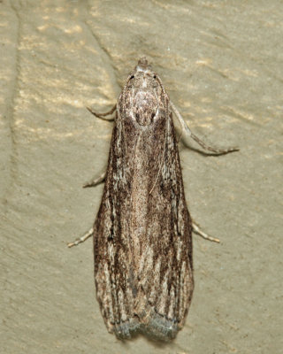 5630 - Terrenella Bee Moth - Aphomia terrenella