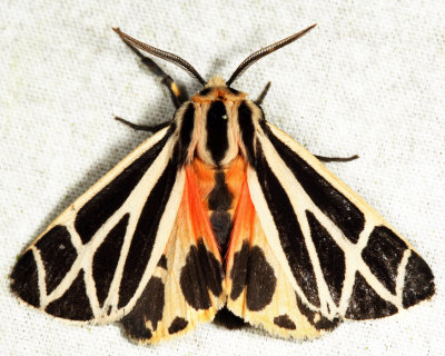 8169 - Harnessed Tiger Moth - Apantesis phalerata