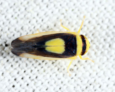 Saddleback Leafhopper - Colladonus clitellarius
