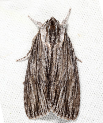 9266 - Streaked Dagger - Acronicta lithospila