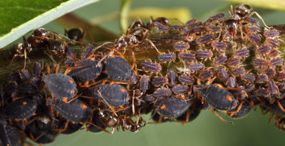 Pterocomma smithiae