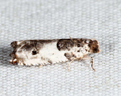 3277 - Rhopobota dietziana