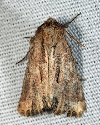 9433 - Chang Borer Moth - Xylomoia chagnoni