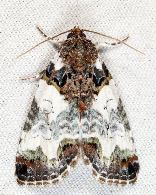 9062 - Tufted Bird-Dropping Moth - Cerma cerintha